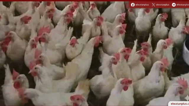 أسعار الدواجن اليوم في الاسماعيلية