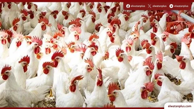 أسعار الدواجن في الأقصر اليوم