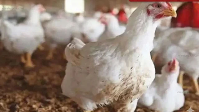 أسعار اللحوم والأسماك 2026