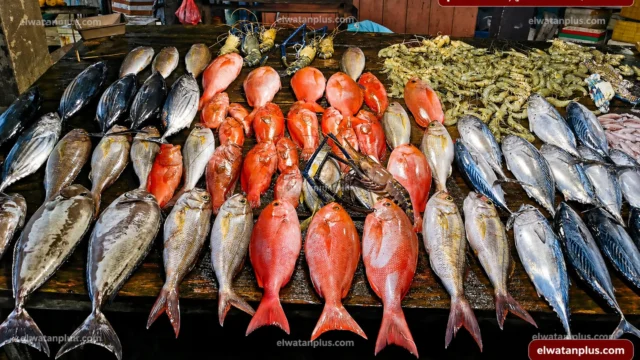 استقرار أسعار الأسماك في مصر