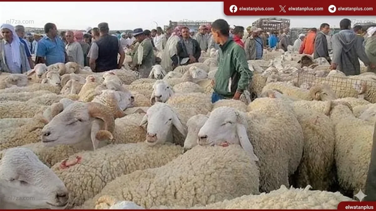 استقرار أسعار الأضاحي مع توقعات بالارتفاع