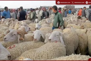 استقرار أسعار الأضاحي مع توقعات بالارتفاع