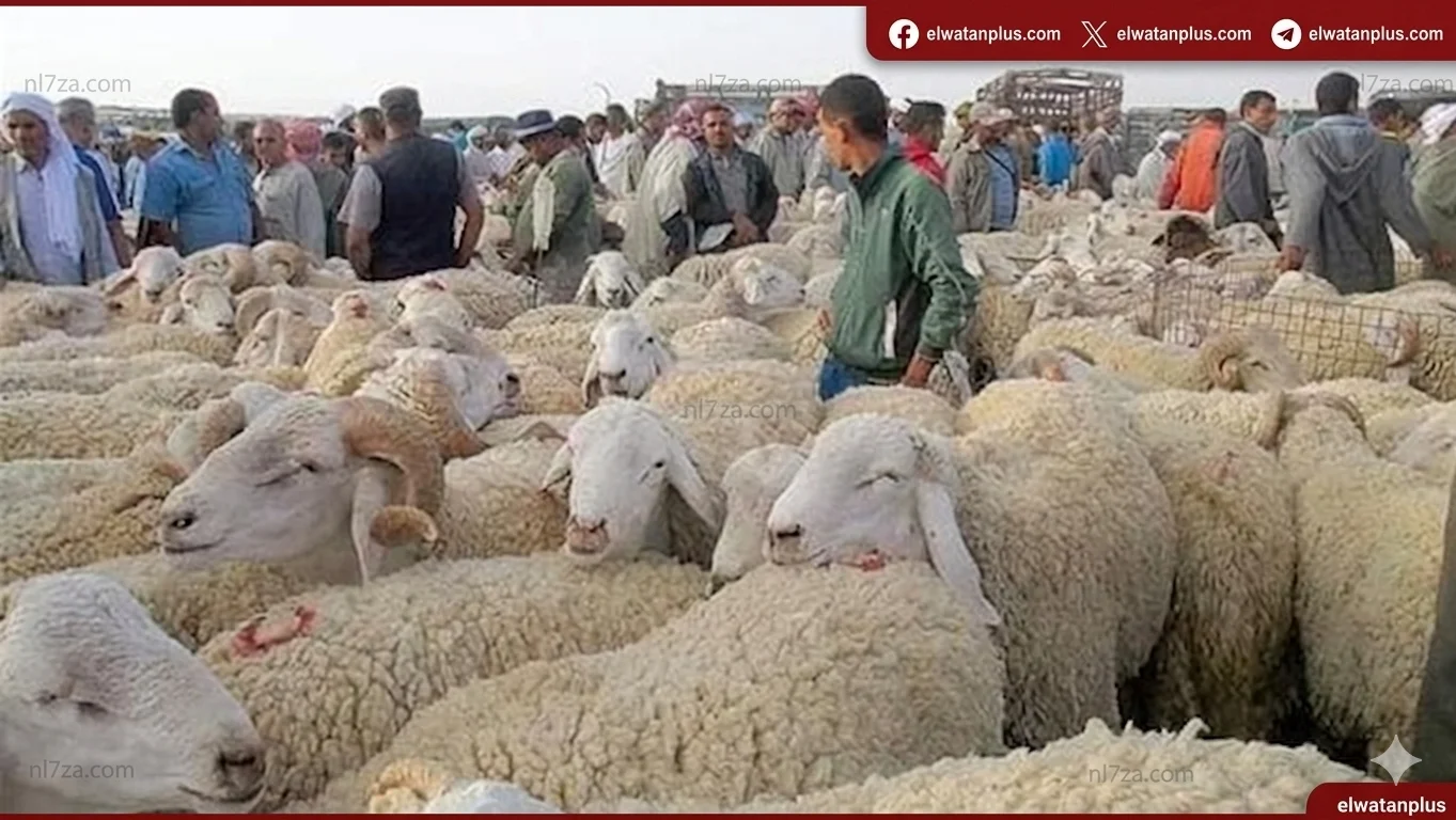 استقرار أسعار الأضاحي مع توقعات بالارتفاع
