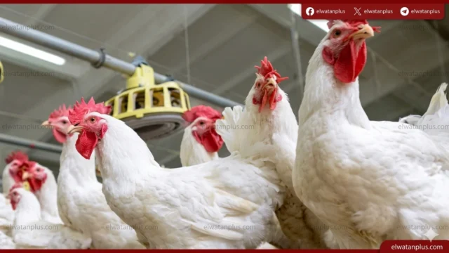 اسعار الدواجن