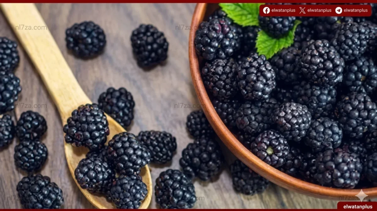 التوت الأسود قد يدعم تركيز مرضى ADHD
