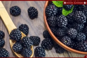التوت الأسود قد يدعم تركيز مرضى ADHD