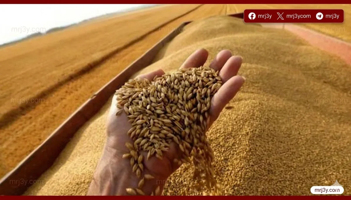 الزراعة تعلن استعدادات حصاد القمح وتحدد السعر