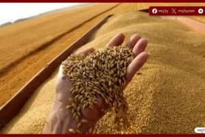 الزراعة تعلن استعدادات حصاد القمح وتحدد السعر