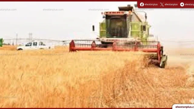 القمح في مصر