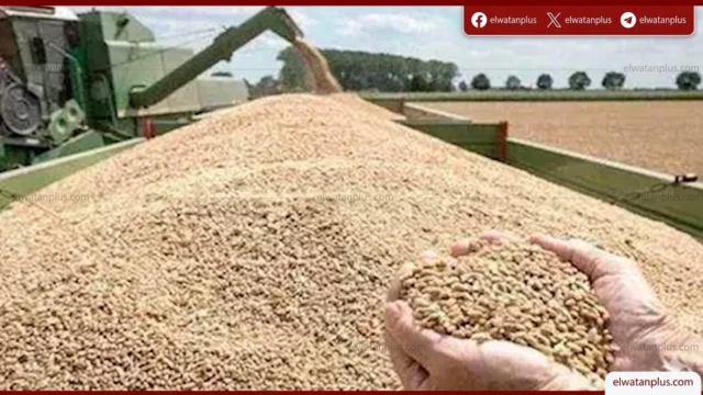 توريد القمح في الوادي الجديد 2026