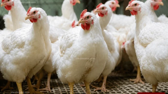 سعر الدواجن اليوم في مصر