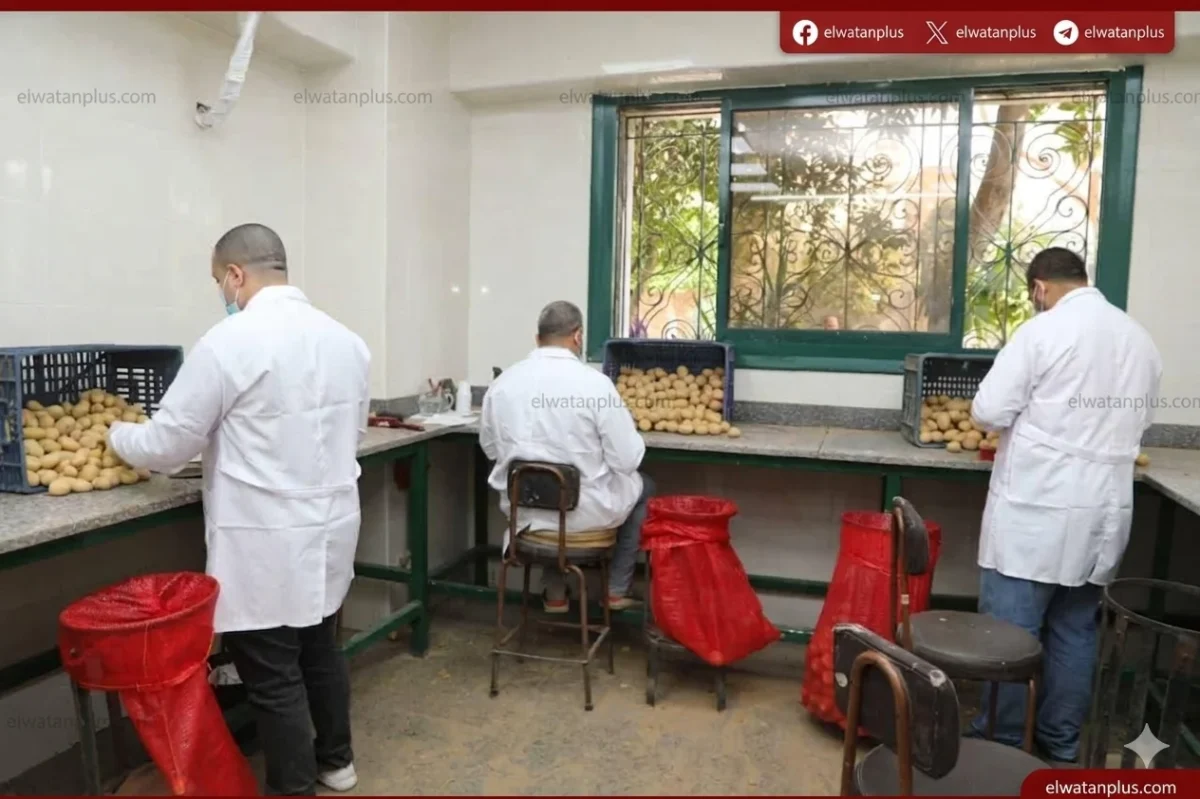 سلامة الغذاء