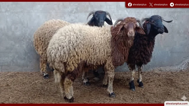 كلية الطب البيطري جامعة القاهرة اغنام برقي