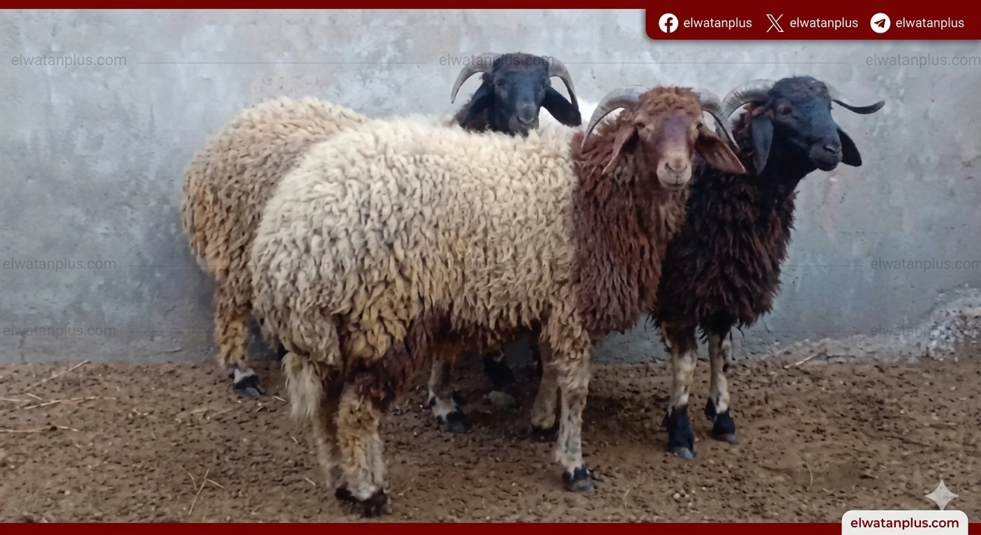 كلية الطب البيطري جامعة القاهرة اغنام برقي