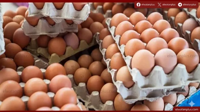 استقرار أسعار البيض والكتاكيت في الإسكندرية اليوم الخميس 30 أبريل 2026