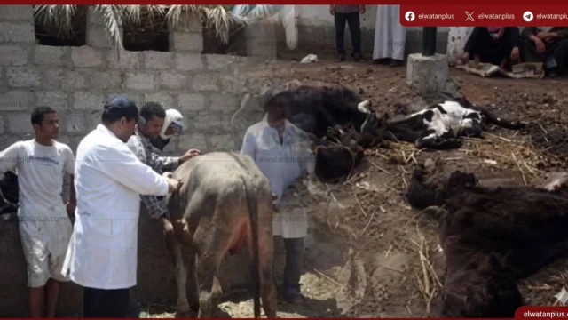 وزارة الزراعة تحذير لقاحات مجهولة المصدر