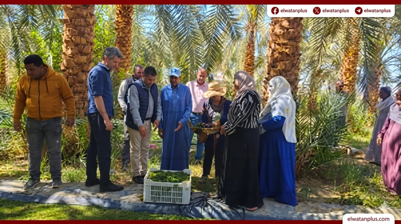 بحوث الصحراء