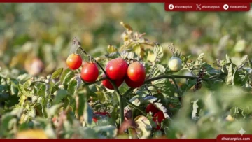 أسعار الطماطم
