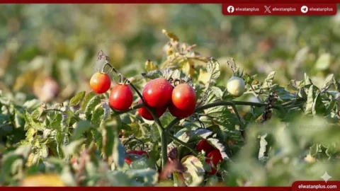 أسعار الطماطم