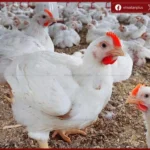 ارتفاع جديد في أسعار الفراخ البيضاء اليوم الخميس وتحركات في الدواجن والبيض