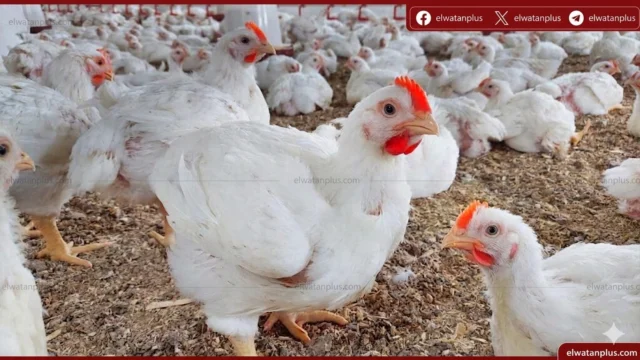 أسعار الفراخ