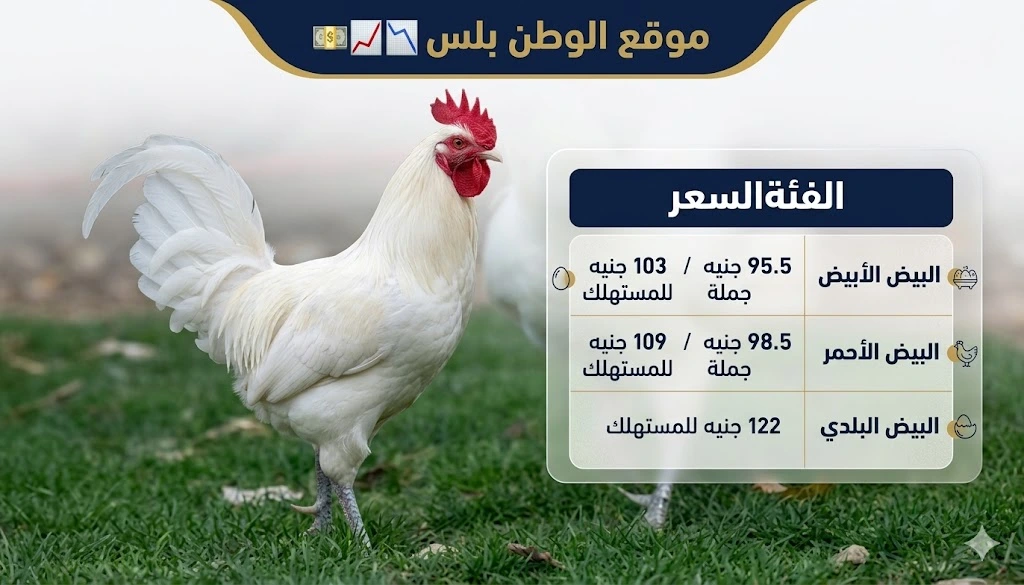 أسعار الفراخ البيضاء اليوم في مصر