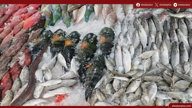 اسعار الاسماك في سوق العبور اليوم 2026