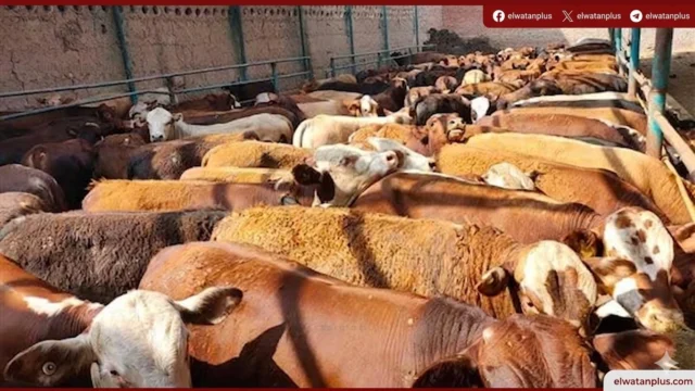الزراعة تطرح 15 ألف رأس أضاحي وتخفض الأسعار بنسبة 25% قبل عيد الأضحى