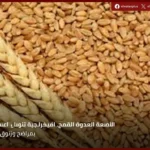الزراعة: توريد 3.2 مليون طن قمح محلي وتحقيق 64% من المستهدف