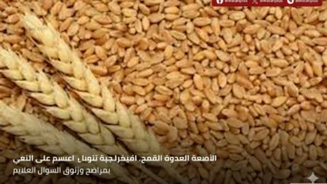 الزراعة: توريد 3.2 مليون طن قمح محلي وتحقيق 64% من المستهدف