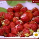 الفراولة تعزز صحة الدماغ والمناعة وتدعم الوقاية من الأمراض وفق تقارير غذائية