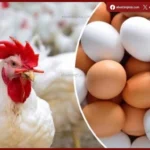 تحرك طفيف في أسعار الدواجن واستقرار ملحوظ في سوق البيض