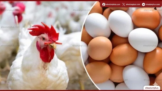 تحرك طفيف في أسعار الدواجن واستقرار ملحوظ في سوق البيض