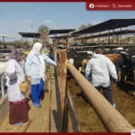 تحصين أكثر من 126 ألف رأس ماشية وطائر بالإسكندرية ضد الأمراض الوبائية