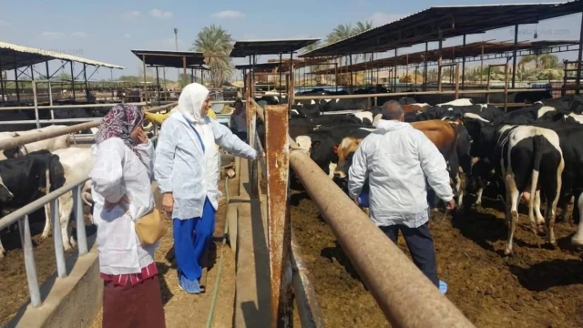 تحصين الماشية في الاسكندرية 2026