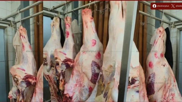لحوم بلدية جامعة عين شمس