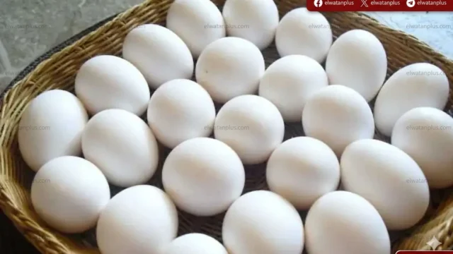 هبوط كبير في أسعار كرتونة البيض.. والتراجع يصل دون 100 جنيه