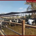 الزراعة تطرح 15 ألف أضحية استعدادا لعيد الاضحى المبارك