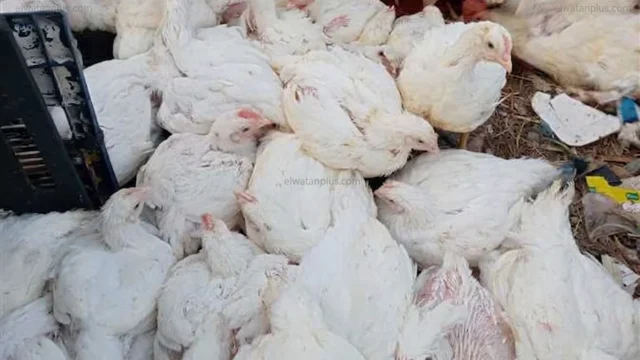 أسعار الدواجن